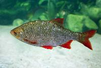 Scardinius erythrophthalmus