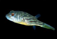 Tetraodon lineatus