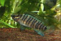 Badis badis