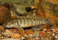 Bostrychus zonatus