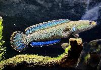 Channa stewarti