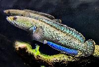 Channa stewarti