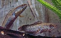 Channa stewarti