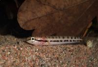 Channa bankanensis