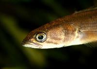 Channa pleurophthalmus
