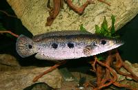 Channa pleurophthalmus