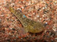 Chlamydogobius eremius