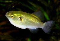 Chonerhinus modestus