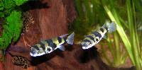 Colomesus asellus