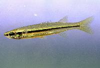 Craterocephalus stercusmuscarum