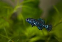 Elassoma evergladei