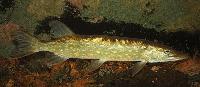 Esox lucius