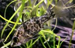 Glossamia aprion