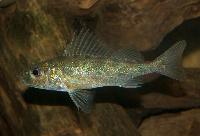 Gymnocephalus cernuus