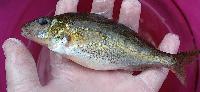 Gymnocephalus cernuus