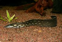 Mastacembelus armatus