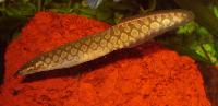 Mastacembelus armatus