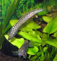 Mastacembelus armatus