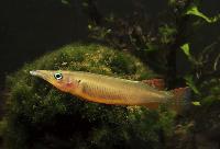 Nomorhamphus hageni
