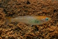 Oryzias latipes,  Komachi