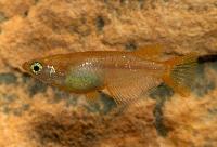 Oryzias latipes, Red Emperor
