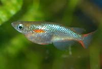 Oryzias woworae