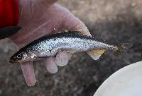 Osmerus eperlanus