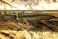 Svart Arowana