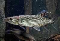 Hepsetus odoe