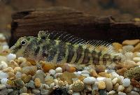 Phenablennius heyligeri