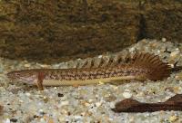 Polypterus teugelsi