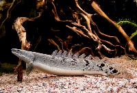 Polypterus delhezi