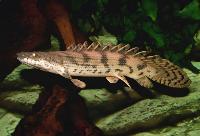Polypterus endlicheri
