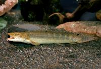 Polypterus lapradei