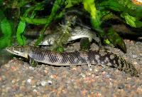 Polypterus retropinnis