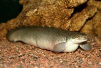 Polypterus senegalus