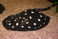 Potamotrygon leopoldi