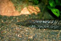 Rhamphichthys rostratus