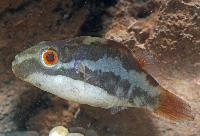 Rödögd rödstjärtskulfisk