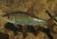 Rutilus rutilus