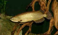 Scleropages jardini
