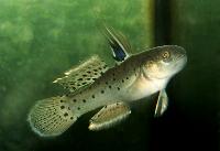 Stigmatogobius sadaundio