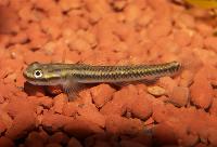 Stiphodon elegans
