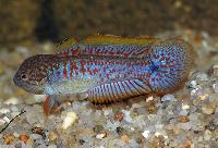 Tateurndina ocellicauda