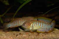 Tateurndina ocellicauda