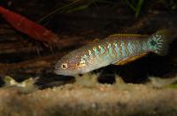 Tateurndina ocellicauda