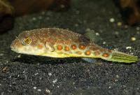 Tetraodon  pustulatus