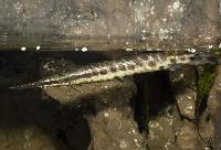 Lepisosteus oculatus