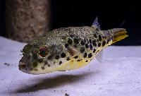 Tetraodon schoutedeni