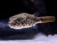 Tetraodon schoutedeni